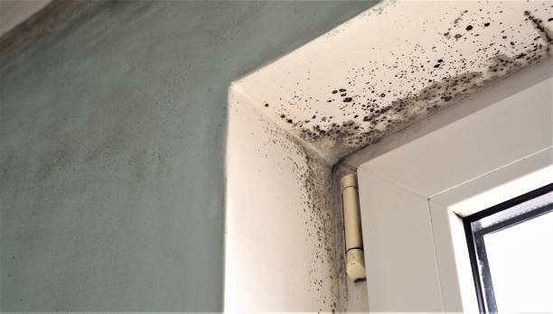 Environmental Consulting for Mold Prevention in Warwick, RI